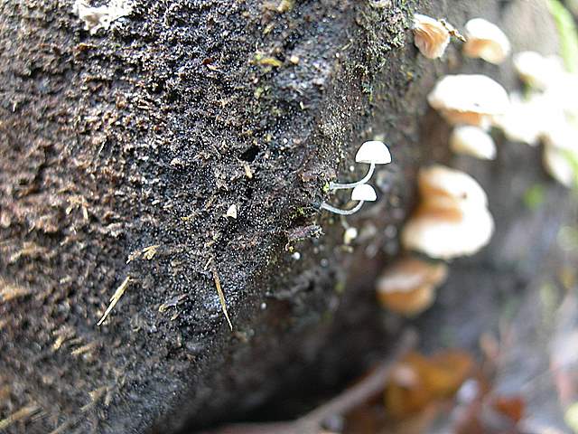 le  Specie  invernali  del  Leimental